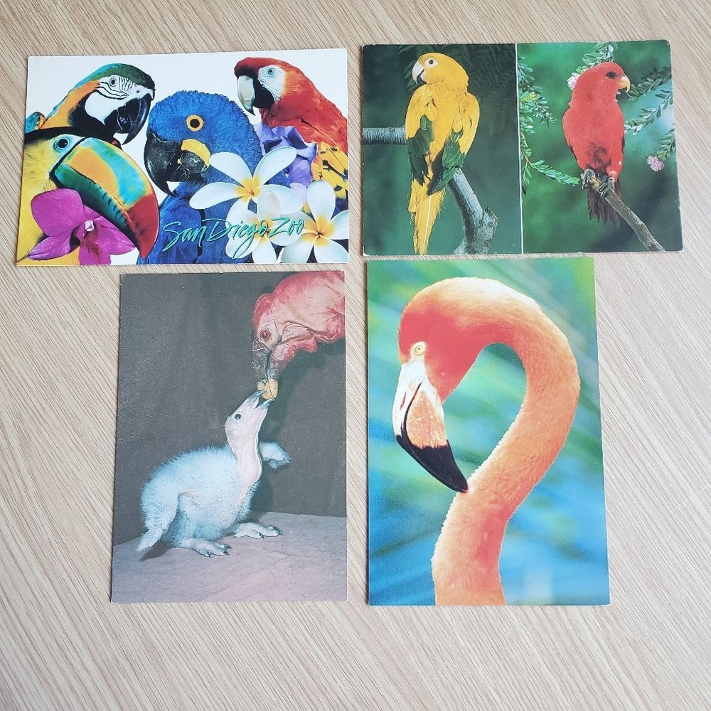 Vintage San Diego Zoo Postcards 4x6 Flamingo Condor Macaws Toucan Conure Lory